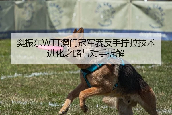 樊振东WTT澳门冠军赛反手拧拉技术进化之路与对手拆解